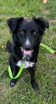 Everest -  Australian Shepherd Dog for Adoption in Troy, Virginia - Everest | PetCurious