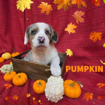 Pumpkin -  Cardigan Welsh Corgi Dog for Adoption in Newberg, Oregon - Pumpkin | PetCurious