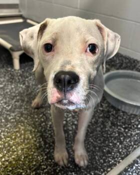 Priya -  Pit Bull Terrier and Mixed Breed Dog for Adoption in Jackson, Tennessee - Priya | PetCurious