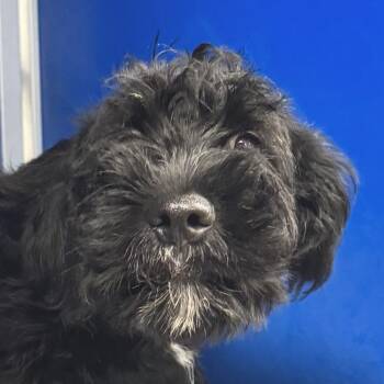 Muffin -  Mixed Breed Dog for Adoption in Las Cruces, New Mexico - Muffin | PetCurious