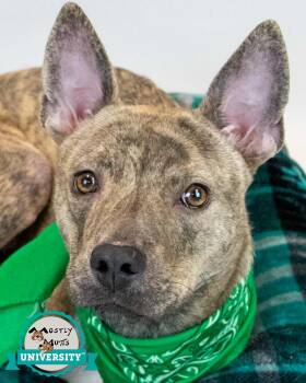 Terrier Dogs Available for Adoption - Fawne | PetCurious