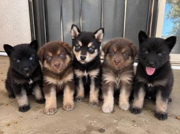 Sunday, Story, Cricket, Zuzu and Locket -  Siberian Husky and German Shepherd Dog Dog for Adoption in Cerritos, California - Sunday, Story, Cricket, Zuzu And Locket | PetCurious