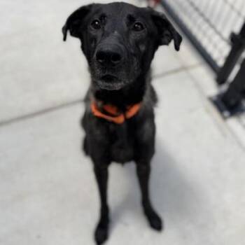 Hercules -  Mixed Breed Dog for Adoption in Janesville, Wisconsin - Hercules | PetCurious