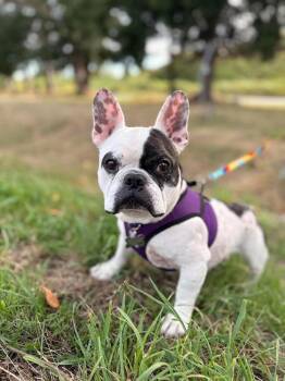 Dwayne -  French Bulldog Dog for Adoption - Dwayne | PetCurious