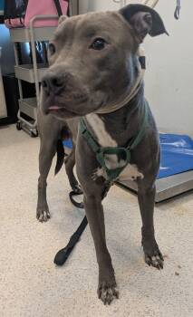 Rescue Mixed Breed Dogs for Adoption in New York, New York - Ashe | PetCurious