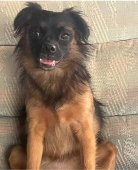 Evie -  Chihuahua Dog for Adoption in Longmont, Colorado - Evie | PetCurious