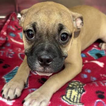 Olah -  Pug Dog for Adoption in Birmingham, Alabama - Olah | PetCurious