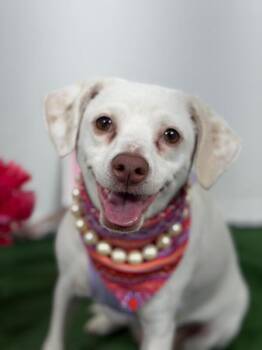 Isabela-One of our Amazing Rescue Dogs -  Beagle and English Pointer Dog for Adoption in Carlsbad, California - Isabela-One Of Our Amazing Rescue Dogs | PetCurious