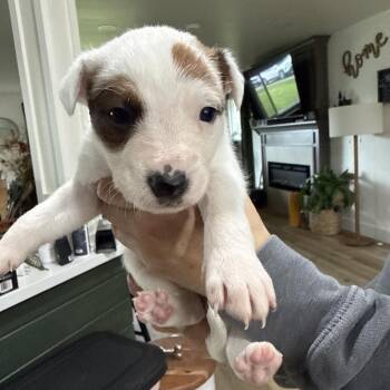 Cattle Dog Dogs Available for Adoption - Sadie | PetCurious