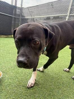 Roscoe -  Pit Bull Terrier and American Dog for Adoption in New Kensington, Pennsylvania - Roscoe | PetCurious