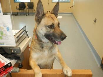Rescue German Shepherd Dog Dogs for Adoption in San Jose, California - SHEILA | PetCurious