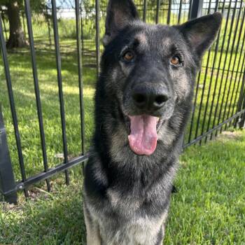 Gallant -  German Shepherd Dog Dog for Adoption in Pearland, Texas - Gallant | PetCurious