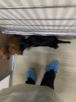 Munchy -  Mixed Breed Dog for Adoption in Hobbs, New Mexico - Munchy | PetCurious