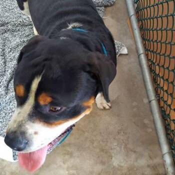 Rottweiler Dogs Available for Adoption in Lake Havasu City, Arizona - Pancho | PetCurious