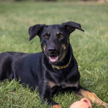 Chelsea -  German Shepherd Dog and Doberman Pinscher Dog for Adoption in Wilton, California - Chelsea | PetCurious