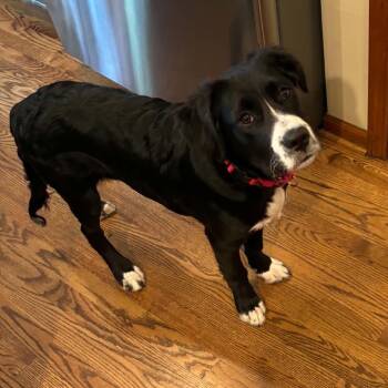 Chip -  Black Labrador Retriever and Mixed Breed Dog for Adoption in Olathe, Kansas - Chip | PetCurious