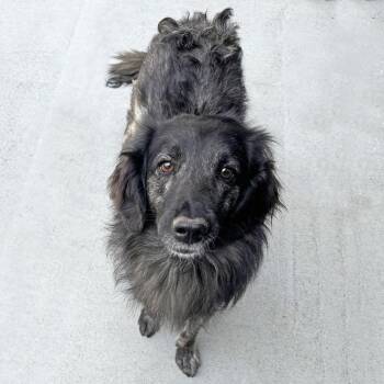 Pippy -  Mixed Breed Dog for Adoption in Hailey, Idaho - Pippy | PetCurious