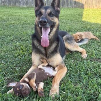 Bullseye -  Labrador Retriever and Terrier Dog for Adoption in Carencro, Louisiana - Bullseye | PetCurious