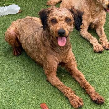Nelson 4493 -  Poodle Dog for Adoption in Loxahatchee Groves, Florida - Nelson 4493 | PetCurious