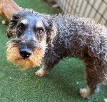Citizen -  Schnauzer and Poodle Dog for Adoption in Ramona, California - Citizen | PetCurious