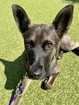 Schmooney -  Mixed Breed Dog for Adoption in Wichita, Kansas - Schmooney | PetCurious