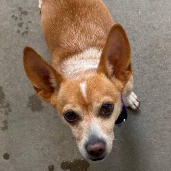 Mixed Breed Dogs Available for Adoption in Pittsburgh, Pennsylvania - Lentil | PetCurious