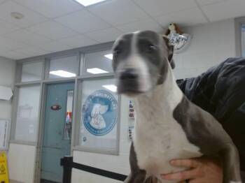 Pit Bull Terrier and Mixed Breed Dogs Available for Adoption - ROCKY | PetCurious