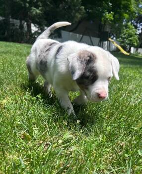 Cedar - tree litter -  Catahoula Leopard Dog Dog for Adoption in Horn Lake, Mississippi - Cedar - Tree Litter | PetCurious