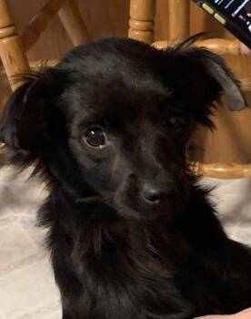 Dachshund and Pomeranian Dogs Available for Adoption in Grafton, West Virginia - Nova | PetCurious