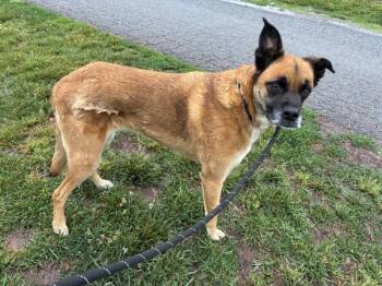 Coco -  German Shepherd Dog Dog for Adoption in Roanoke, Virginia - Coco | PetCurious