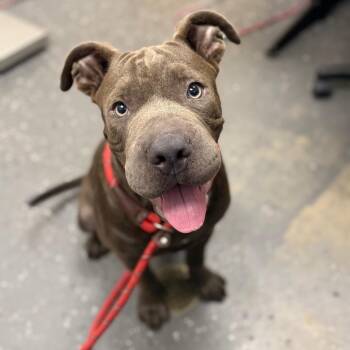 Rook -  Mixed Breed Dog for Adoption in Columbiana, Alabama - Rook | PetCurious