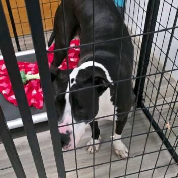 Terrier Dogs Available for Adoption in St. Louis, Missouri - Ice Cream Sandwich | PetCurious