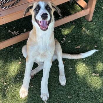 Gabriella -  Anatolian Shepherd Dog for Adoption in Red Bluff, California - Gabriella | PetCurious