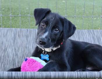 Jeep -  Border Collie and Australian Shepherd Dog for Adoption in Fort Worth, Texas - Jeep | PetCurious