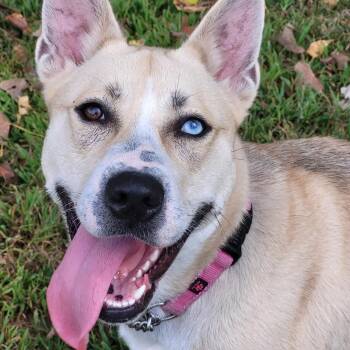 Husky and Mixed Breed Dogs Available for Adoption in Springfield, Illinois - Nessie | PetCurious