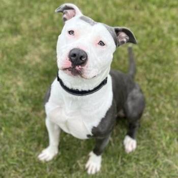 Chaos -  Mixed Breed Dog Available for Adoption in Janesville, Wisconsin - Chaos | PetCurious