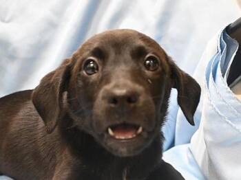 American Staffordshire Terrier and Labrador Retriever Dogs Available for Adoption in Portland, Oregon - Dolores | PetCurious