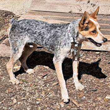 Cattle Dog and Mixed Breed Dogs Available for Adoption in Boerne, Texas - Vance | PetCurious