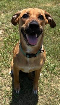 Maple Leaf -  Mixed Breed Dog for Adoption in Ocala, Florida - Maple Leaf | PetCurious