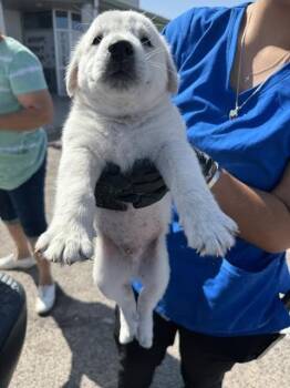Knife -  Mixed Breed Dog for Adoption in Hobbs, New Mexico - Knife | PetCurious