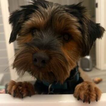 Yorkshire Terrier Dogs Available for Adoption in Williston, Vermont - Miles | PetCurious