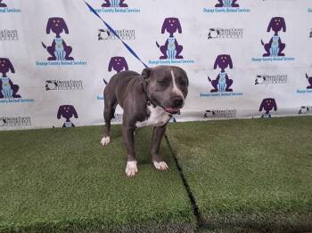 Pit Bull Terrier Dogs Available for Adoption - GHOST | PetCurious