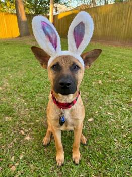 Australian Cattle Dog Blue Heeler and American Staffordshire Terrier Dogs Available for Adoption in Friendswood, Texas - Lamb Chop | PetCurious