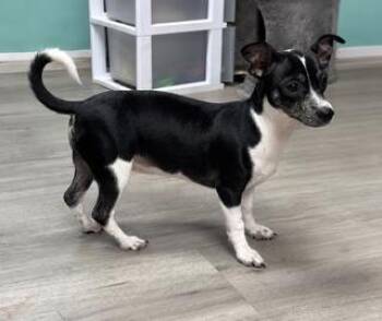 Rebacca -  Chihuahua Dog for Adoption in Tifton, Georgia - Rebacca | PetCurious