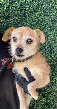 61320164 -  Chihuahua and Mixed Breed Dog for Adoption in El Paso, Texas - 61320164 | PetCurious