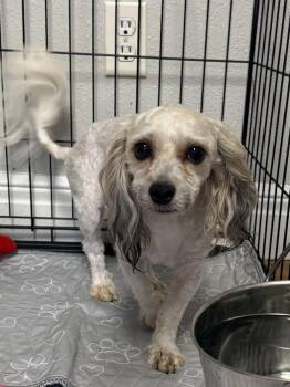 Solaire -  Bichon Frise and Poodle Dog for Adoption in Bolivar, Missouri - Solaire | PetCurious