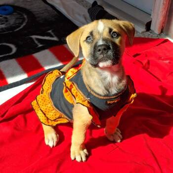 Nola -  Catahoula Leopard Dog and Black Labrador Retriever Dog for Adoption in Freeport, Florida - Nola | PetCurious