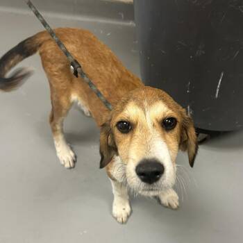 Maid Marian -  Mixed Breed Dog for Adoption in Asheville, North Carolina - Maid Marian | PetCurious