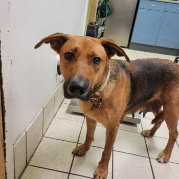 Rescue Mixed Breed Dogs for Adoption in Charleston, West Virginia - Elizabeth | PetCurious