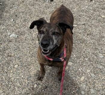 Pit Bull Terrier Dogs Available for Adoption in Rochester, Indiana - DASHER | PetCurious